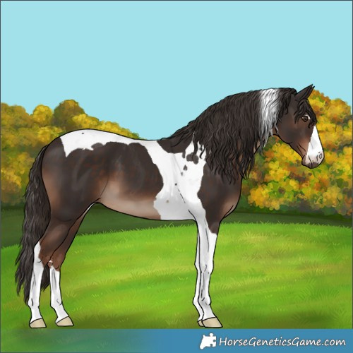Horse Color:Liver Chestnut Tobiano 