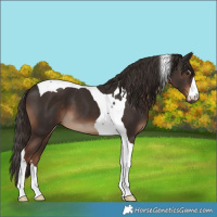 Horse Color:Liver Chestnut Tobiano
