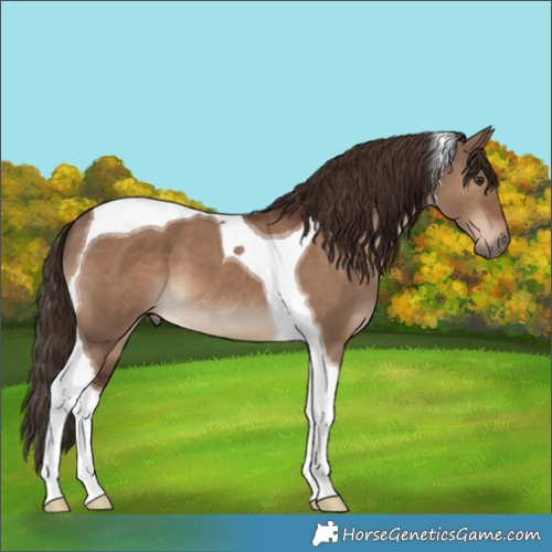 Horse Color:Liver Red Dun Tobiano 