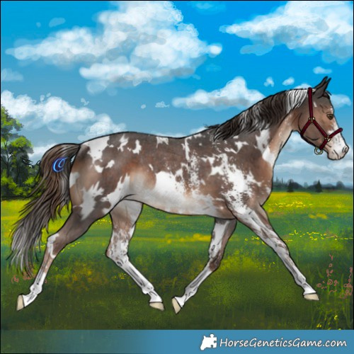 Horse Color:White Spotted Liver Chestnut Sabino Appaloosa Rabicano