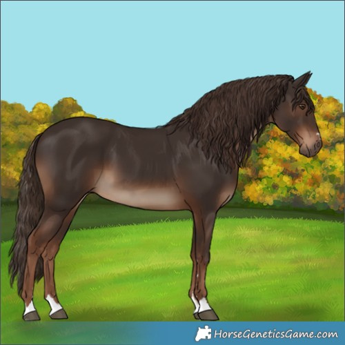 Horse Color:Liver Chestnut 