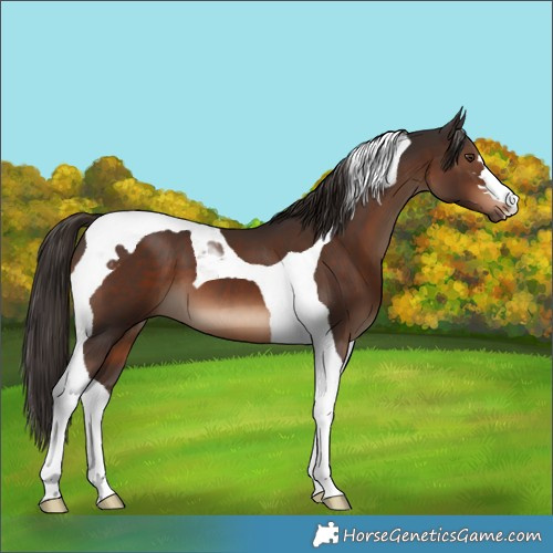 Horse Color:Liver Chestnut Tobiano 