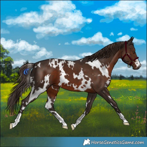 Horse Color:White Spotted Liver Chestnut 