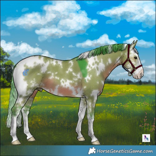 Horse Color:Watercolor White Spotted Grullo Sabino 