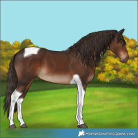 Horse Color:Liver Chestnut Tobiano