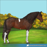 Horse Color:Liver Chestnut Tobiano 