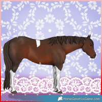 Horse Color:Liver Chestnut Tobiano 