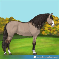 Horse Color:Liver Red Dun 