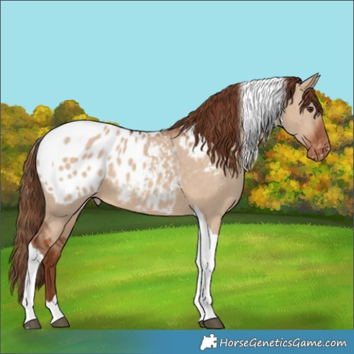 Horse Color:Red Dun Tobiano Appaloosa 