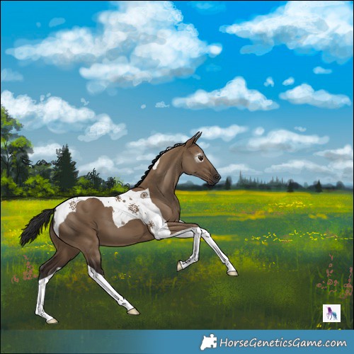 Horse Color:Gray Liver Red Dun Tobiano 