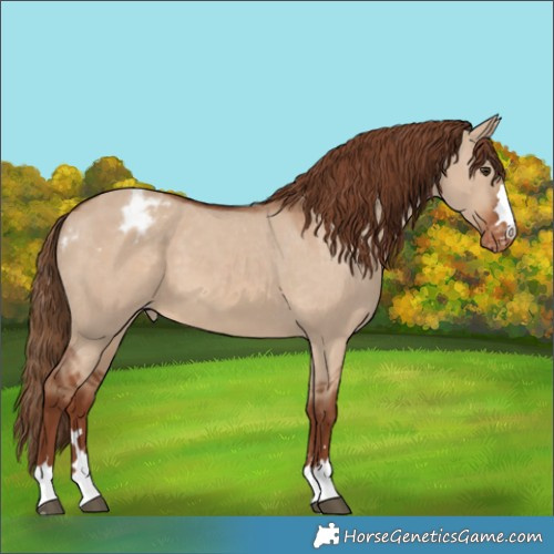 Horse Color:Red Dun Appaloosa 