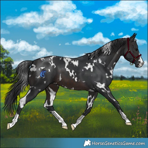 Horse Color:White Spotted Brown 