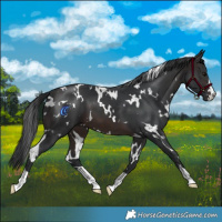 Horse Color:White Spotted Brown