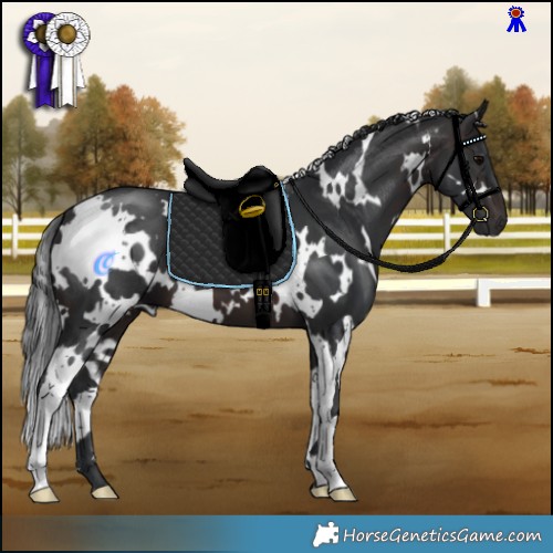 Horse Color:White Spotted Brown 