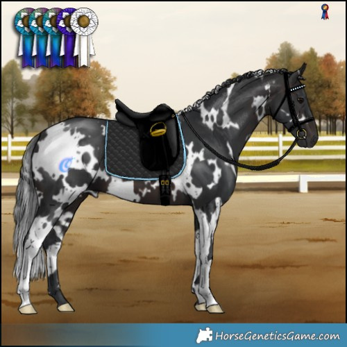 Horse Color:White Spotted Brown 