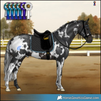Horse Color:White Spotted Brown 
