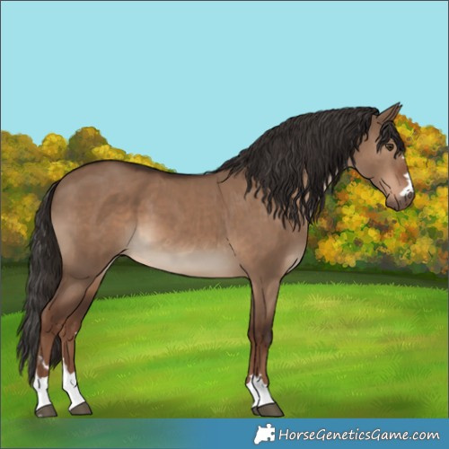 Horse Color:Liver Red Dun