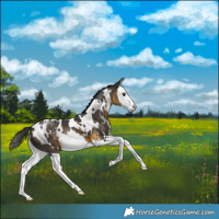 Horse Color:White Spotted Buckskin Splash