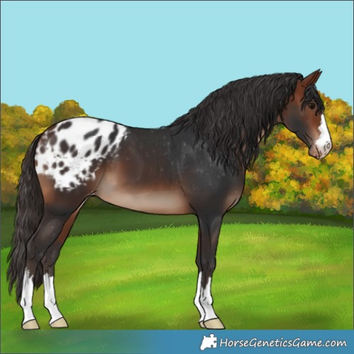 Horse Color:Bay Appaloosa 