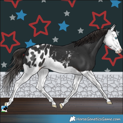 Horse Color:Liver Chestnut Splash Appaloosa 