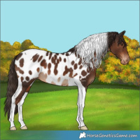 Horse Color:Liver Chestnut Tobiano Appaloosa
