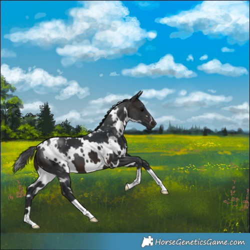 Horse Color:White Spotted Brown 