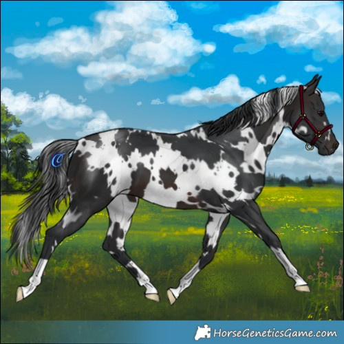 Horse Color:White Spotted Brown 