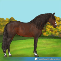 Horse Color:Liver Chestnut