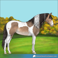 Horse Color:Bay Dun Tobiano 