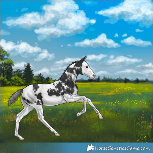 Horse Color:White Spotted Black Splash 