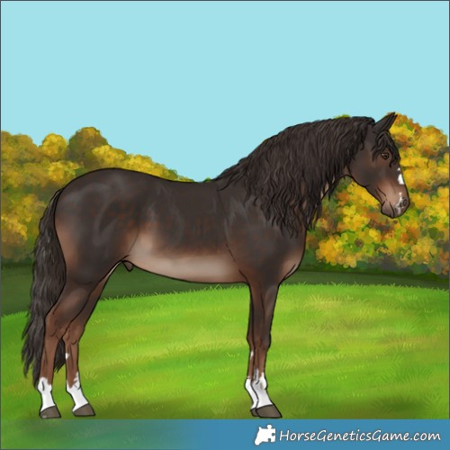 Horse Color:Liver Chestnut 