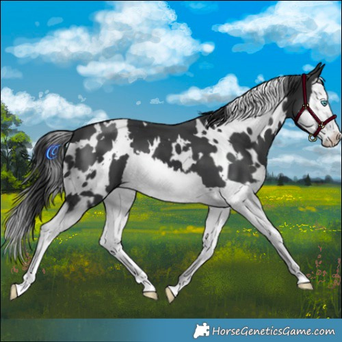 Horse Color:White Spotted Black Splash 
