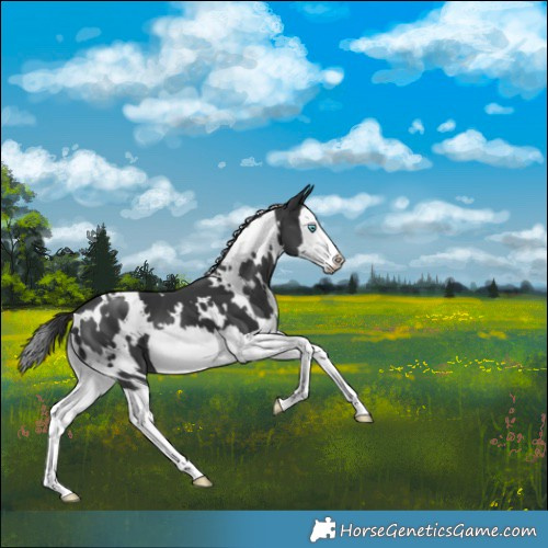 Horse Color:White Spotted Black Splash 