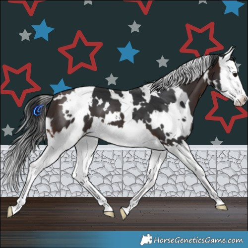 Horse Color:White Spotted Brown Splash