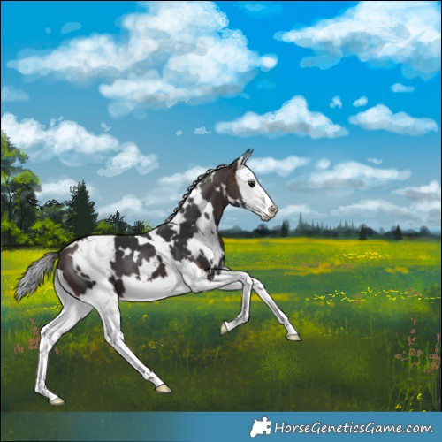Horse Color:White Spotted Brown Splash 