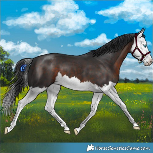 Horse Color:Brown Splash 