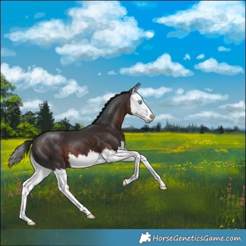 Horse Color:Brown Splash 