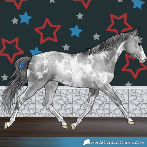 Horse Color:White Spotted Black