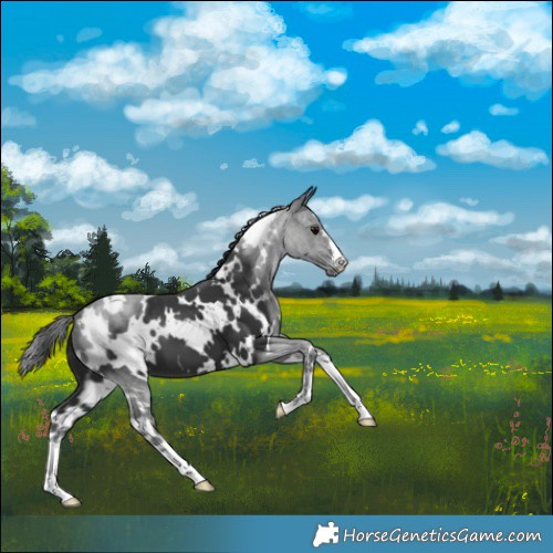 Horse Color:White Spotted Black