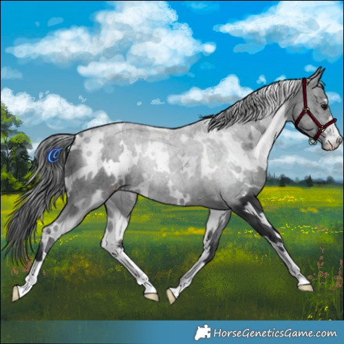 Horse Color:White Spotted Black 