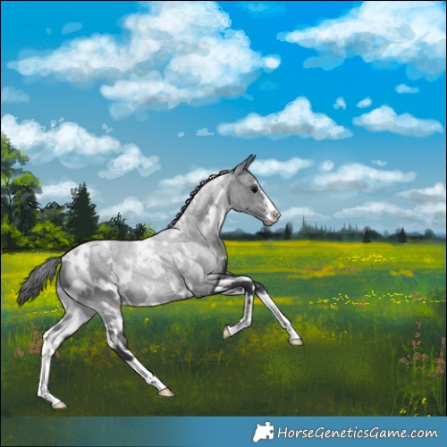 Horse Color:White Spotted Black 
