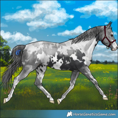 Horse Color:White Spotted Black 