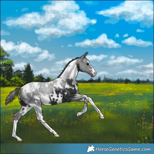 Horse Color:White Spotted Black