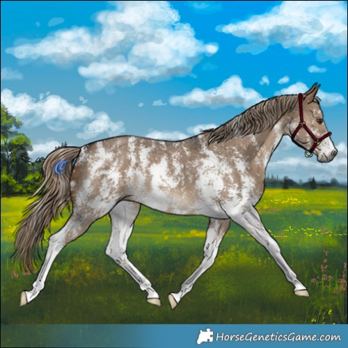 Horse Color:Gray Liver Red Dun Sabino 