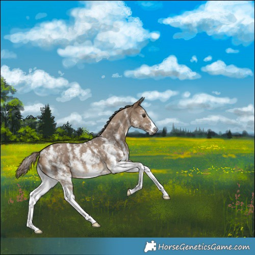 Horse Color:Gray Liver Red Dun Sabino