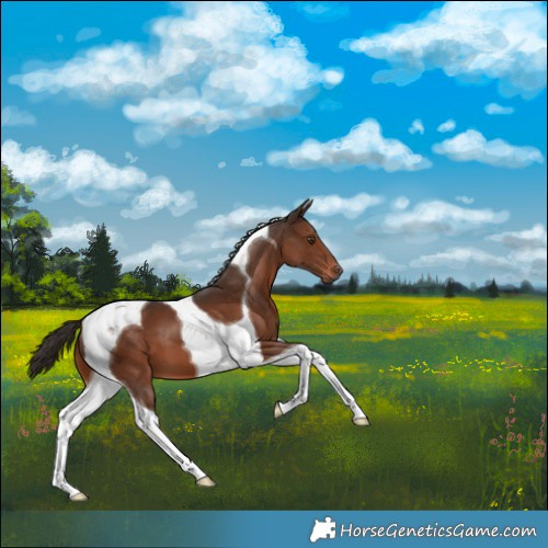Horse Color:Liver Chestnut Tobiano 