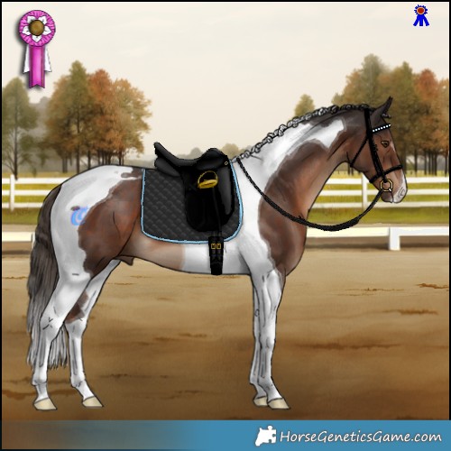 Horse Color:Liver Chestnut Tobiano 