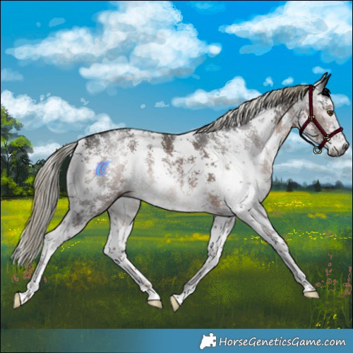 Horse Color:Gray Liver Chestnut Mushroom Sabino