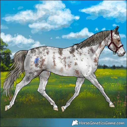 Horse Color:Gray Liver Chestnut Mushroom Sabino 