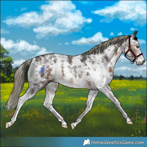 Horse Color:Gray Liver Chestnut Mushroom Sabino 
